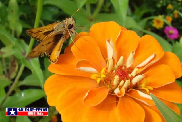 Skipper Butterflies love the color and nectar of Zinnias! Skipper Butterflies love the color and nectar of Zinnias!