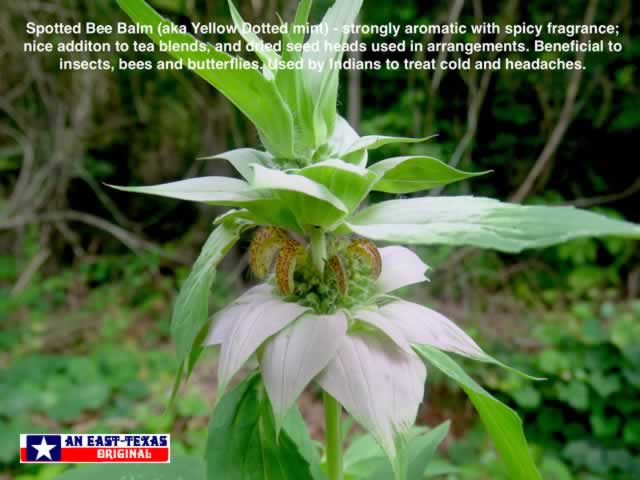 The complexity of the Spotted Bee Balm growing wild ... seen here in East Texas The complexity of the Spotted Bee Balm growing wild ... seen here in East Texas