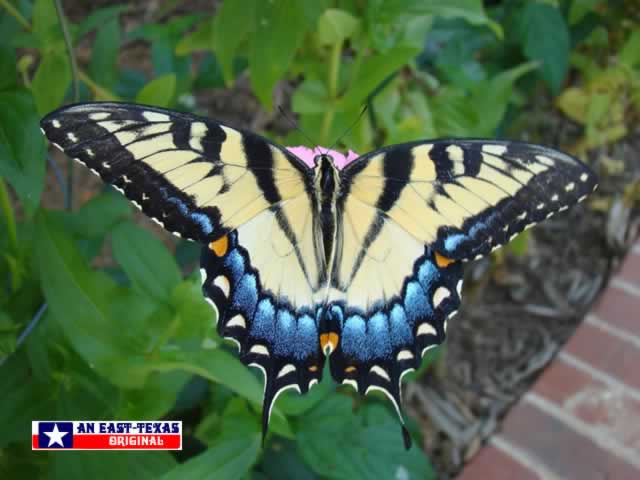 Beautiful female Tiger Swallowtail in East Texas Beautiful female Tiger Swallowtail in East Texas