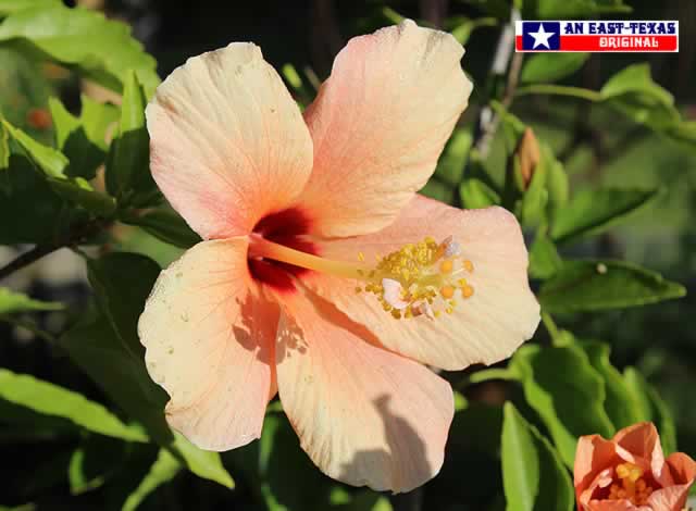 Giant Hibiscus blooms brighten up any patio in Texa Giant Hibiscus blooms brighten up any patio in Texa