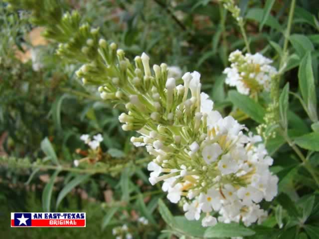 White Butterfly Bush in the East Texas home landscape White Butterfly Bush in the East Texas home landscape