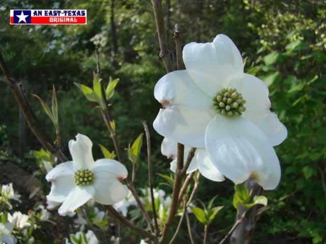 A sure sign that winter is over, and Spring has returned to East Texas ... White Dogwoods A sure sign that winter is over, and Spring has returned to East Texas ... White Dogwoods