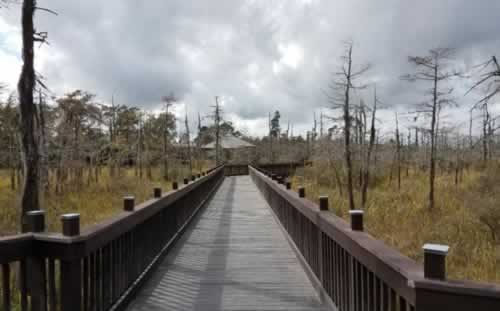 Blue Elbow Swamp & Tony Houseman WMA at Orange, Texas