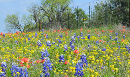 Tatum Wild Flower Festival in East Texas