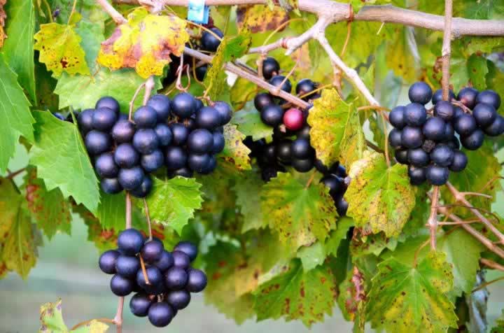 Grapes on the vines ... at O'Farrell Country Vineyards